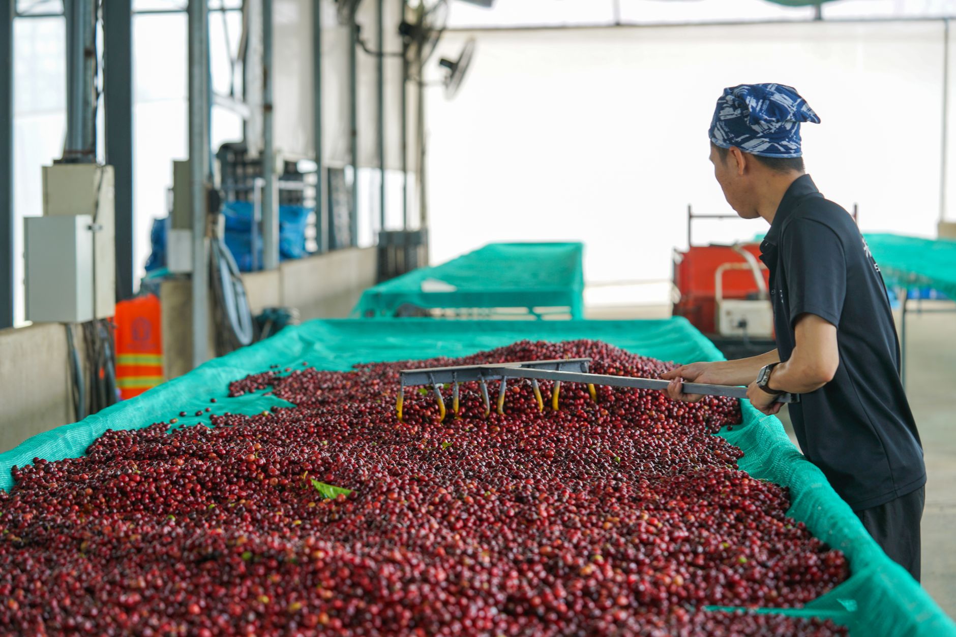 Cerezas de café en camas africanas de secado