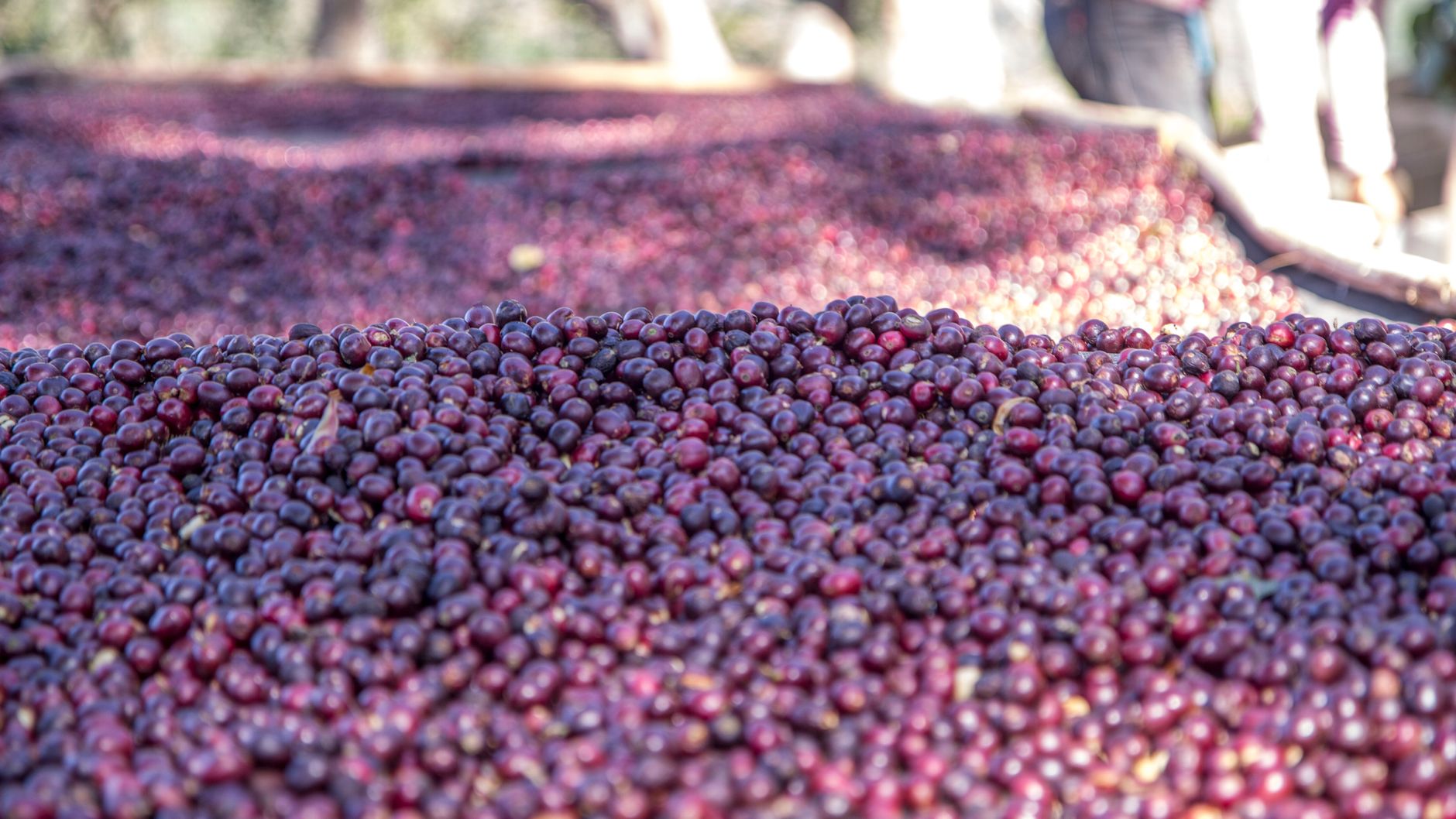 Camas africanas de secado de café en Chiapas