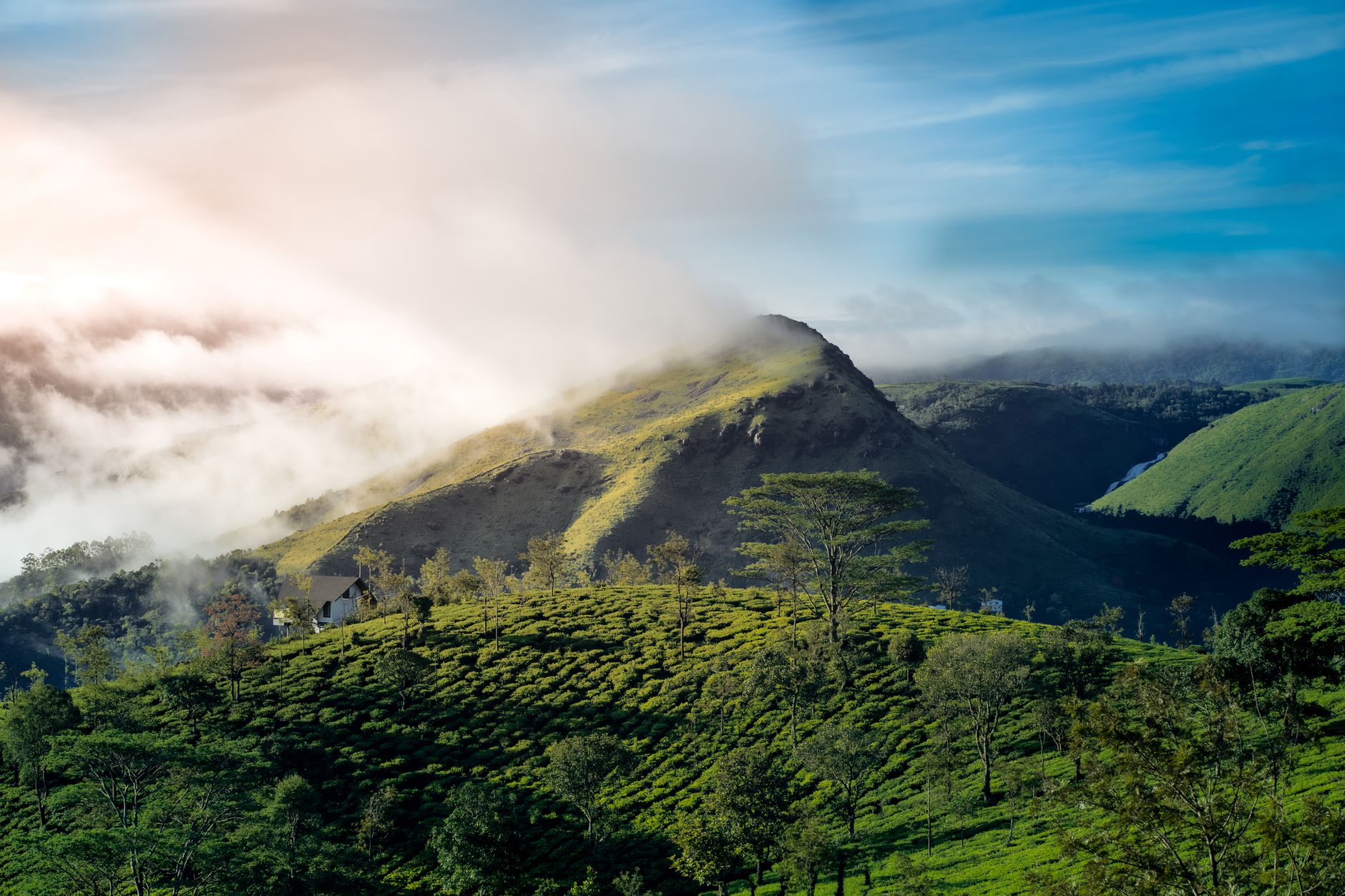 Cafetal en la Sierra Mazateca con neblina